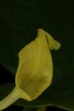 Aristolochia clematitis RCP05-07 254.jpg